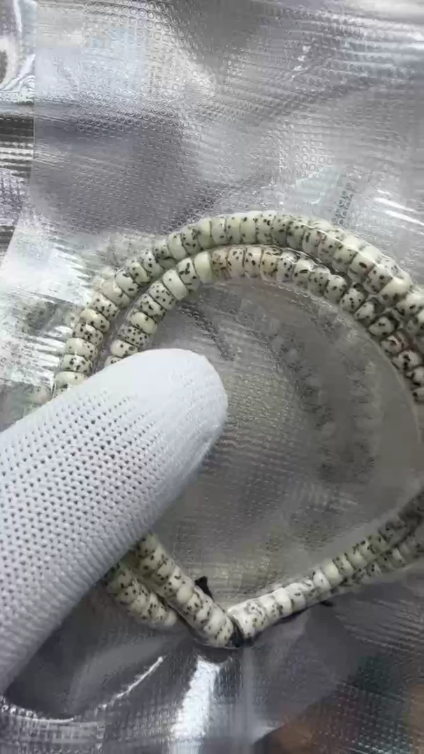 吊坠星月菩提6x3 药片  单圈