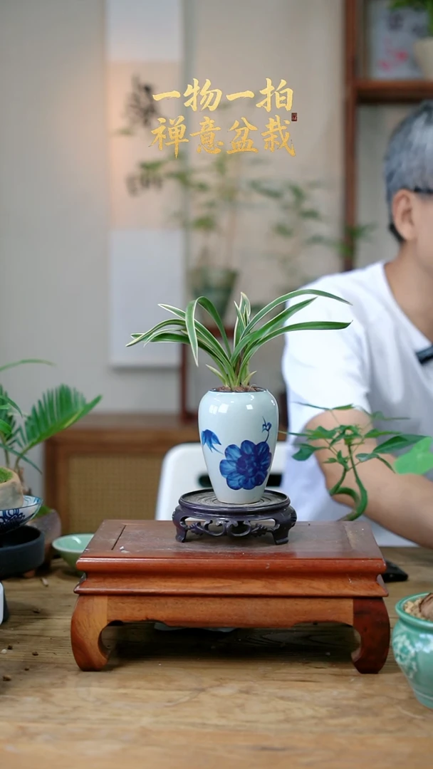 不开花植物六***鱼兰花035