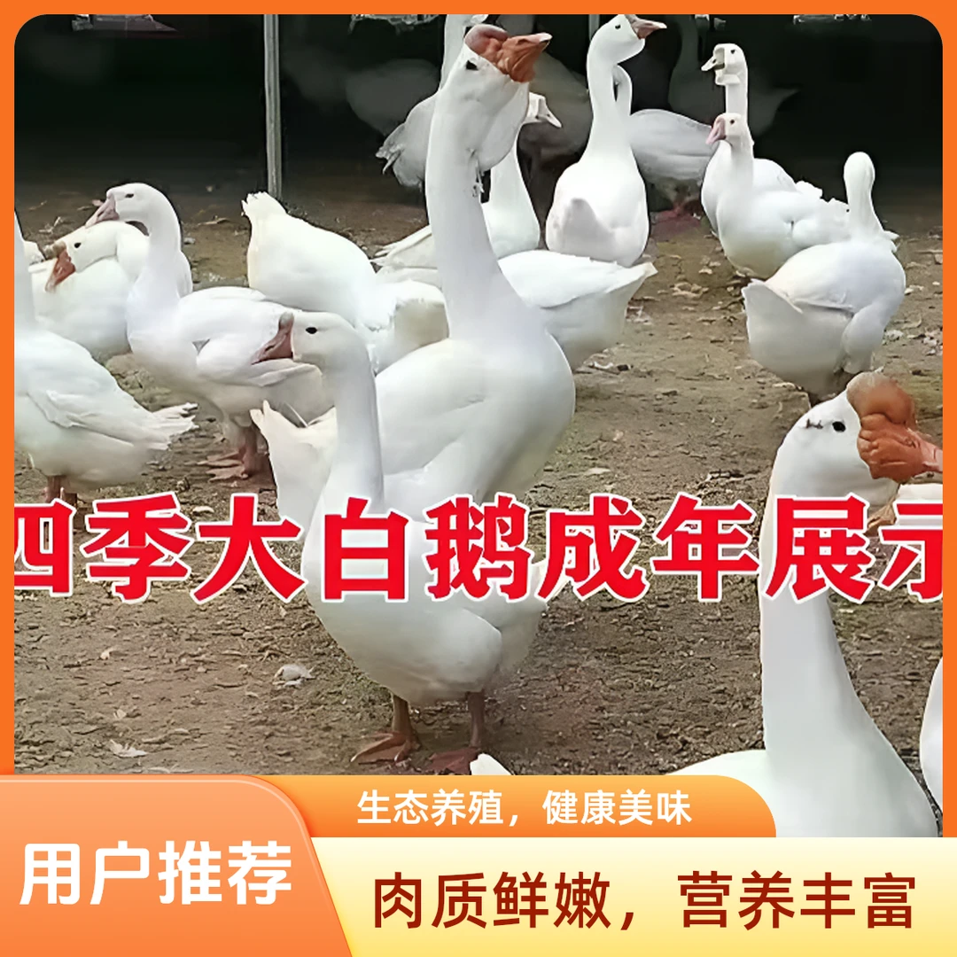 产蛋大白鹅/宠物/顺丰包邮到家【售后两天之类死了包赔】