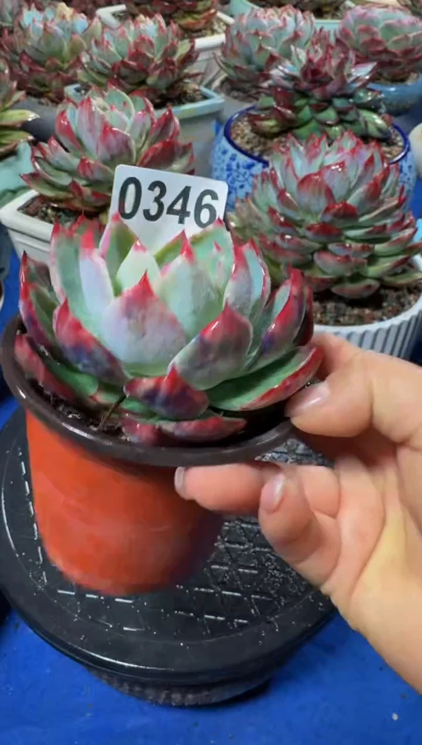 【闪购商品】A0346惊鸿仙子