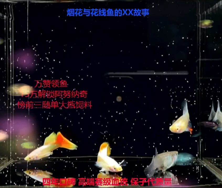 孔雀鱼黄化蓝礼服跑红火烧云小飞船满鳞福利1对加备损