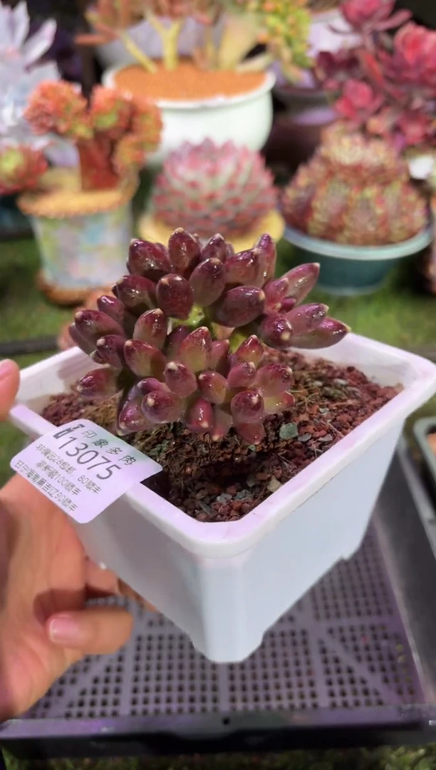 【闪购商品】13075