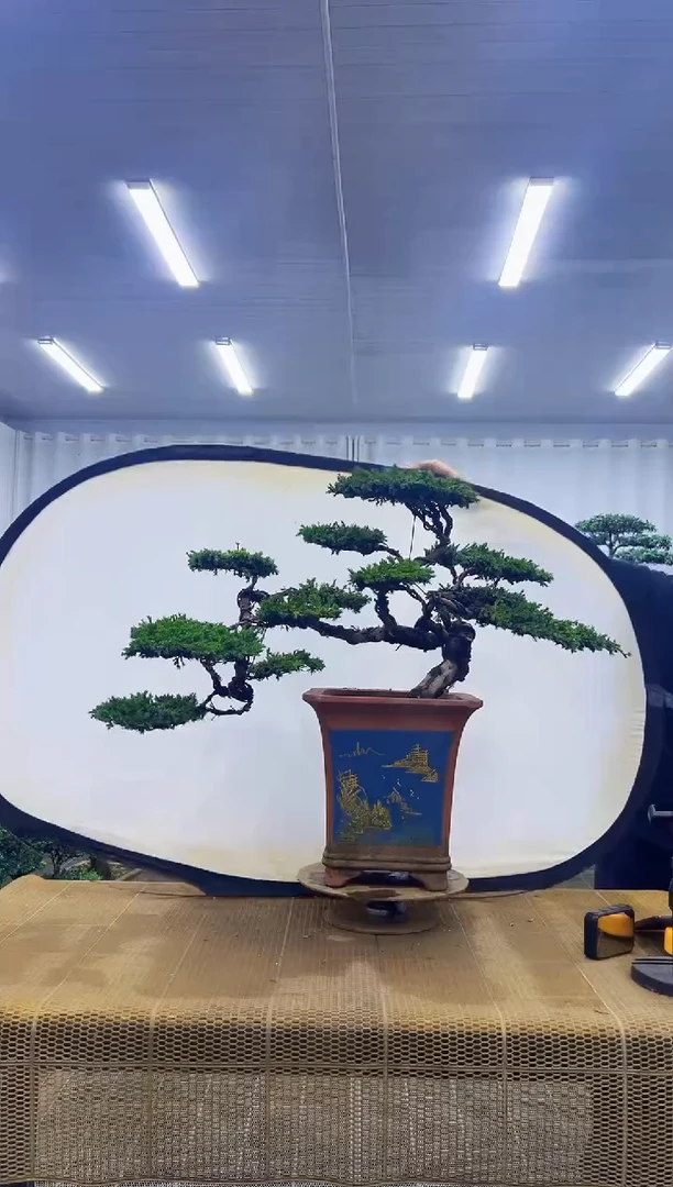 无花朵0000000000000000000