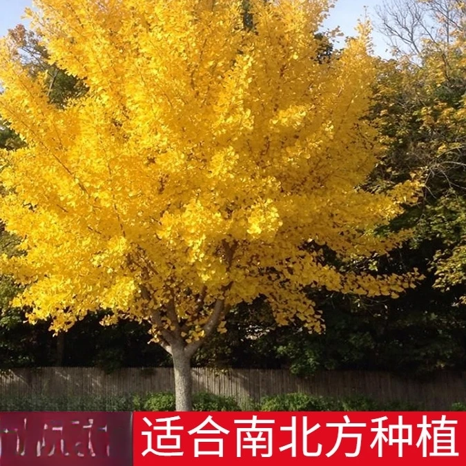 银杏树苗盆栽早金绿叶庭院别墅风景大型绿化树木白果小南北可种植