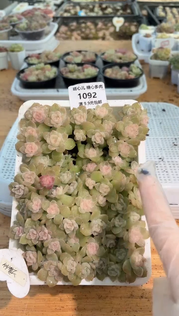 1092  谪仙小白框1框