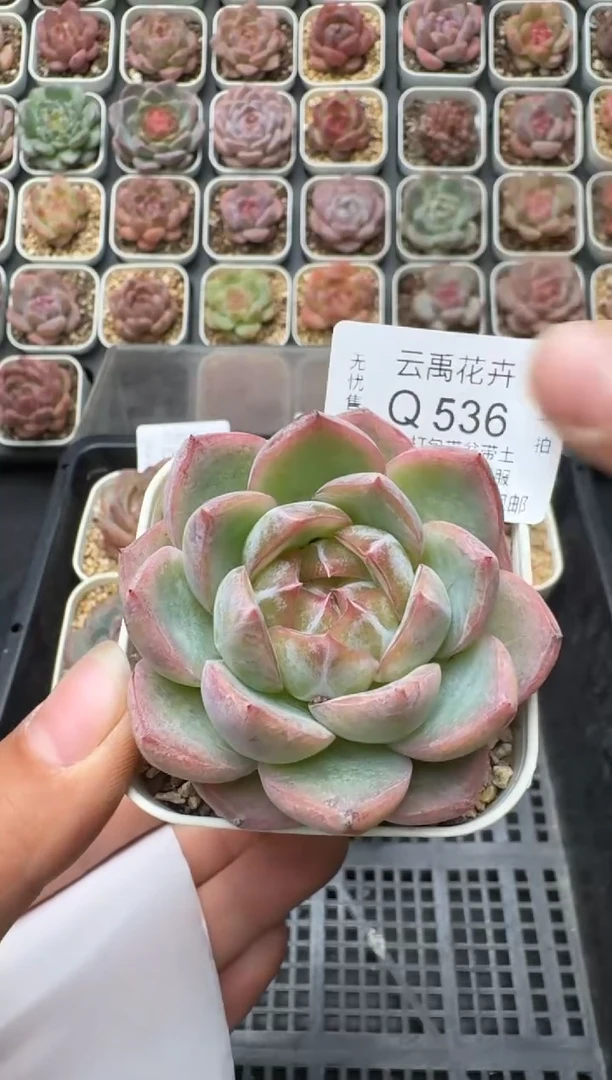 536Q (6.5cm杯）一物一拍 当场直播满3颗包邮