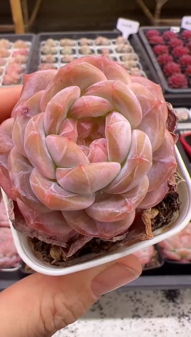 【闪购商品】一眼万年闪王冰魄一颗