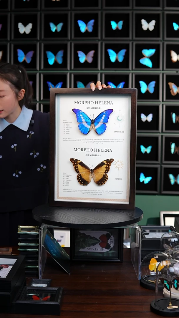 光明女神闪蝶雌雄一对选蝶定制