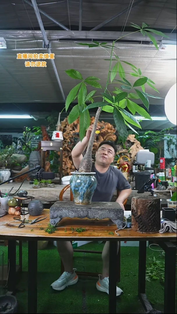 完全开放发财树558+