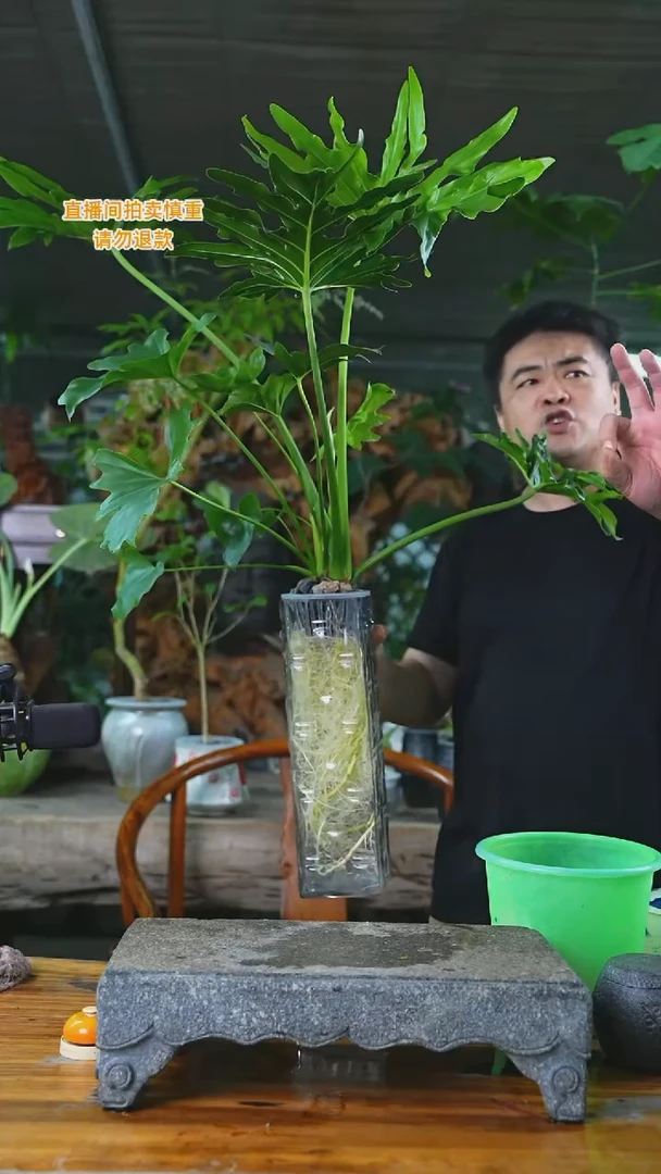 当前无花栽培后可以开花春羽老桩龙鳞方形玻璃瓶