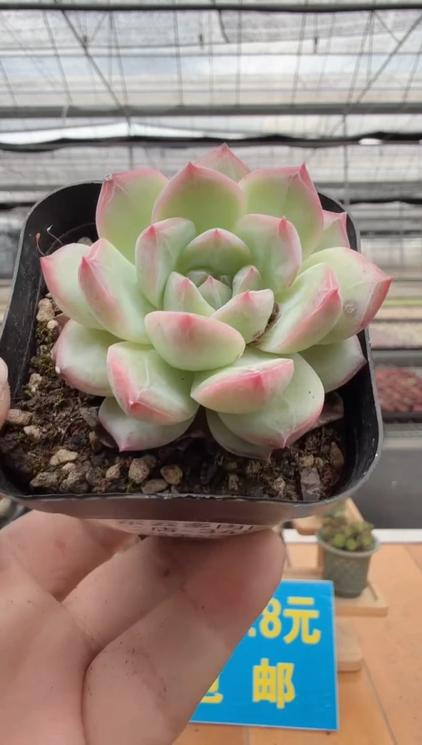 东云多肉园二店-345