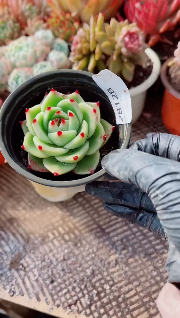 小*妹跃跃精品多肉28128