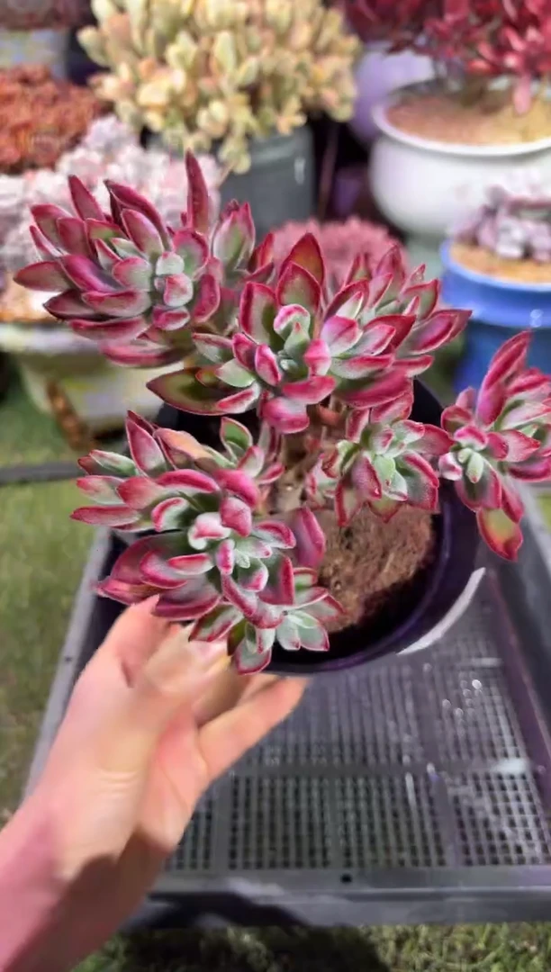 【闪购商品】04345