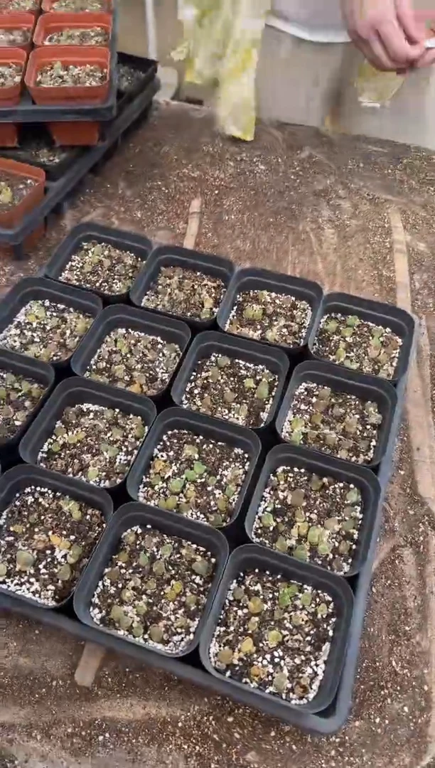 10-761多肉植物肉锥一盒