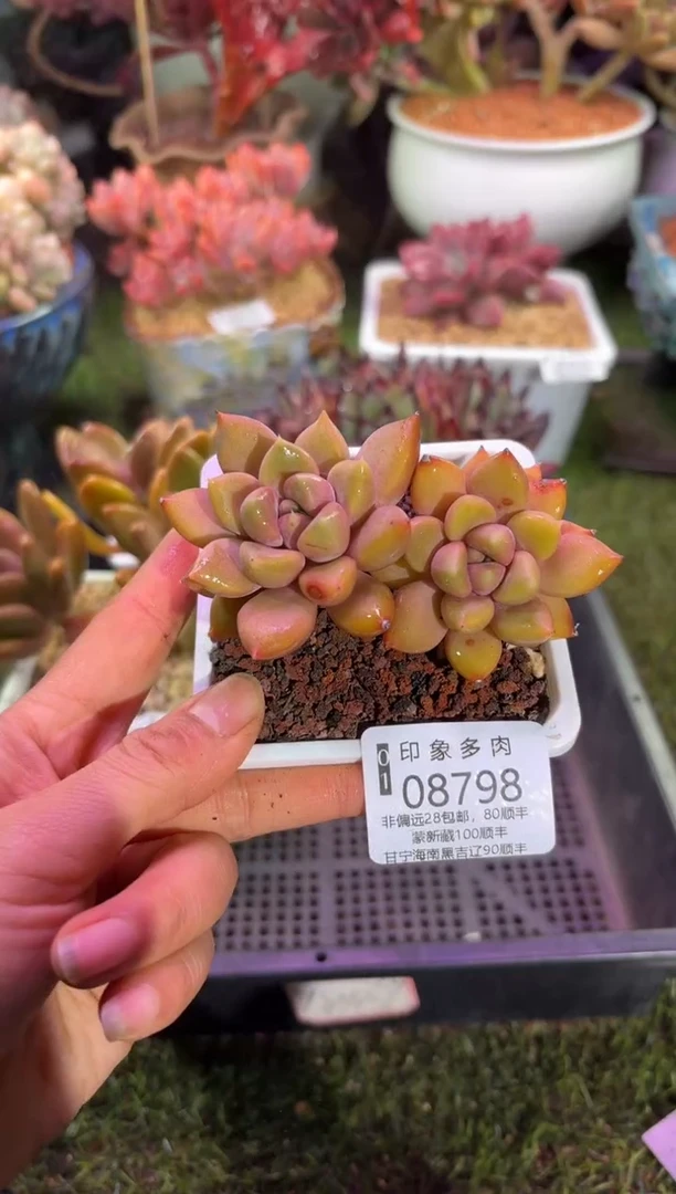 【闪购商品】08798