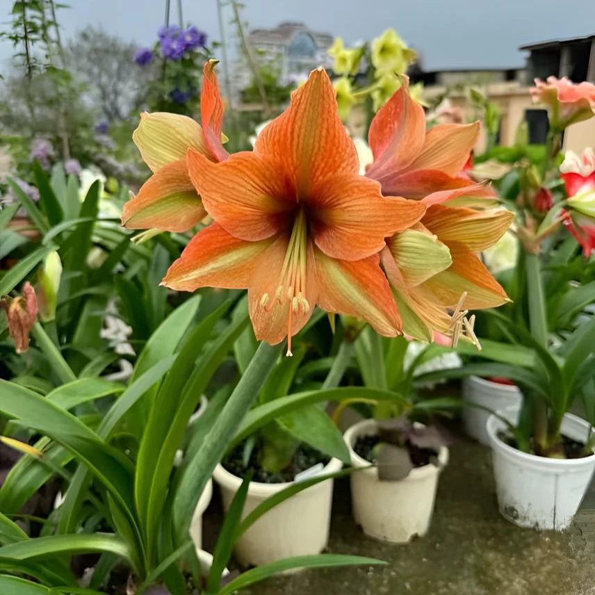 群生朱顶红【摩卡】现货基地球单瓣朱顶红花卉盆栽