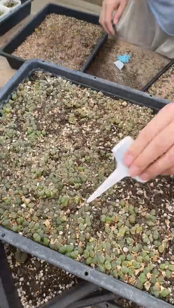 11-270多肉植物肉锥