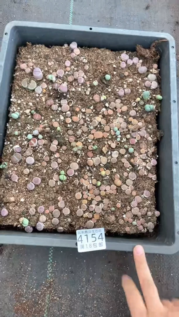4154特价橄榄玉框有疤瑕疵带土不带盆发货