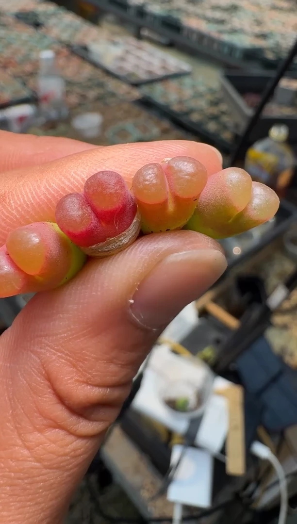 疯狂的多肉石头5黑眼豆豆x磁铁一颗