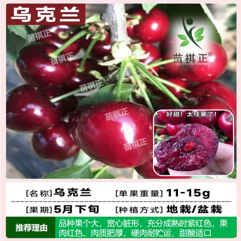 正宗果树耐寒车厘子树树苗地栽盆栽庭院南方北方种植车厘子树苗