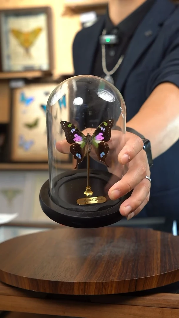 玫瑰青凤蝶小号玻璃罩