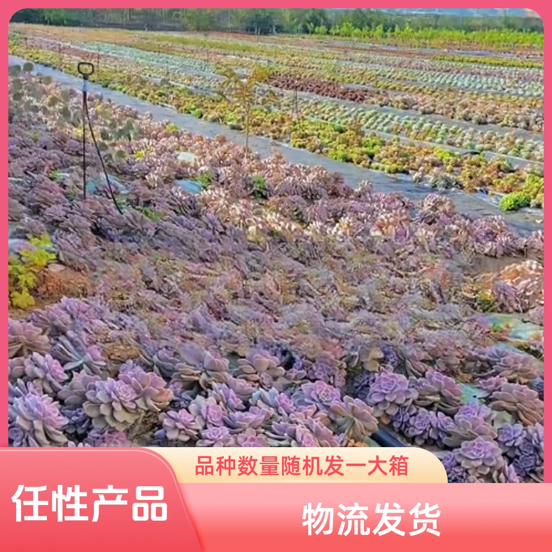 纯露天种植多肉基地随机发一大箱物流发货部分区域可能需要自提