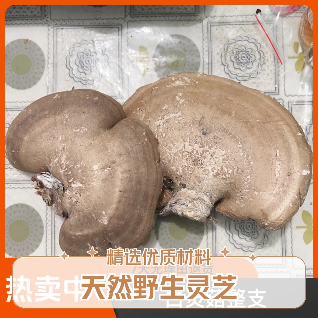 东北野生菌 白边 桦剥孔菌 桦滴孔 白林芝 产地250g 包邮