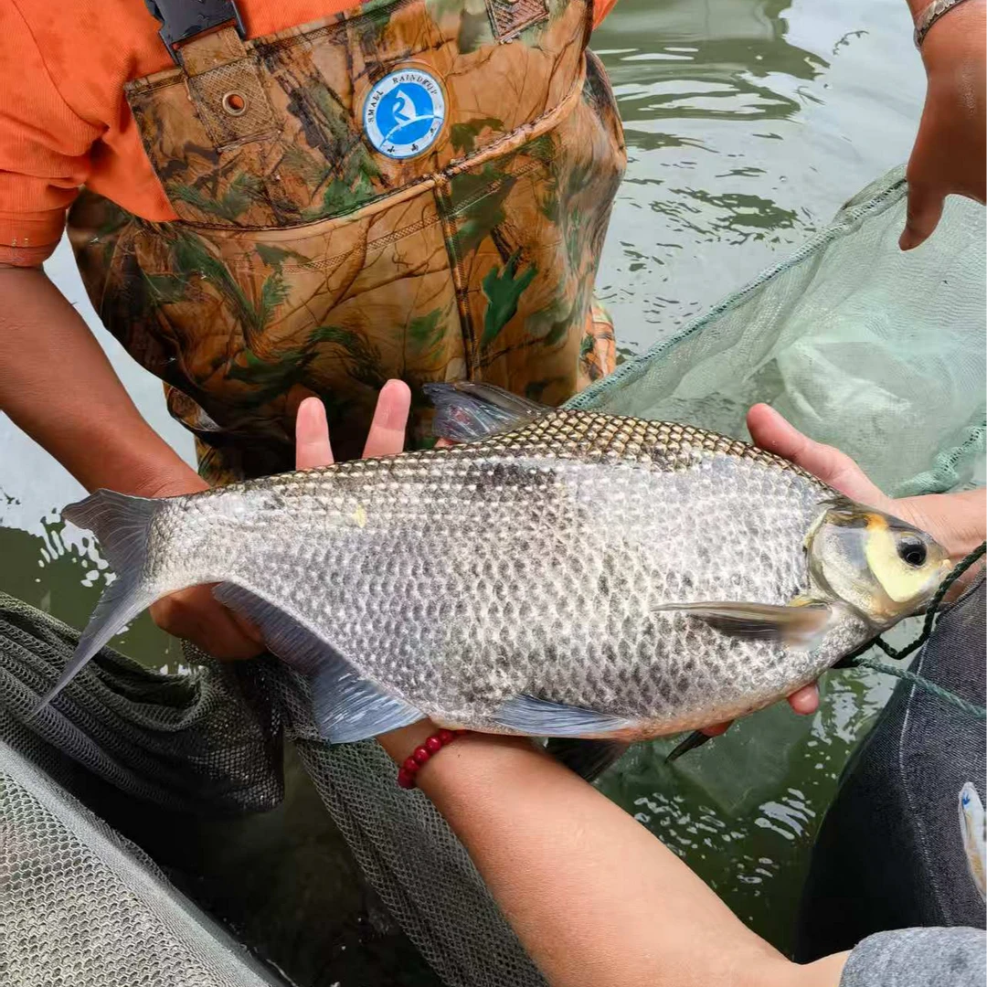 团头鲂武昌鳊鱼 水族活体
