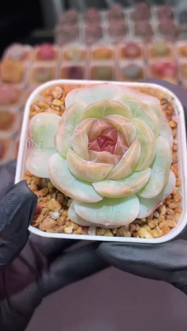 闪购3185 大乔多肉一颗 4-4.5厘米