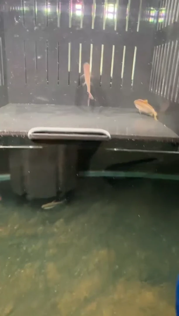 灯科鱼薛*航幻彩青2条