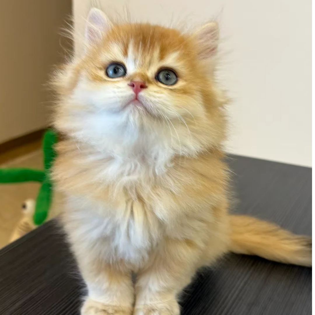 【金墩墩宠物猫舍】宠物活体猫咪链接