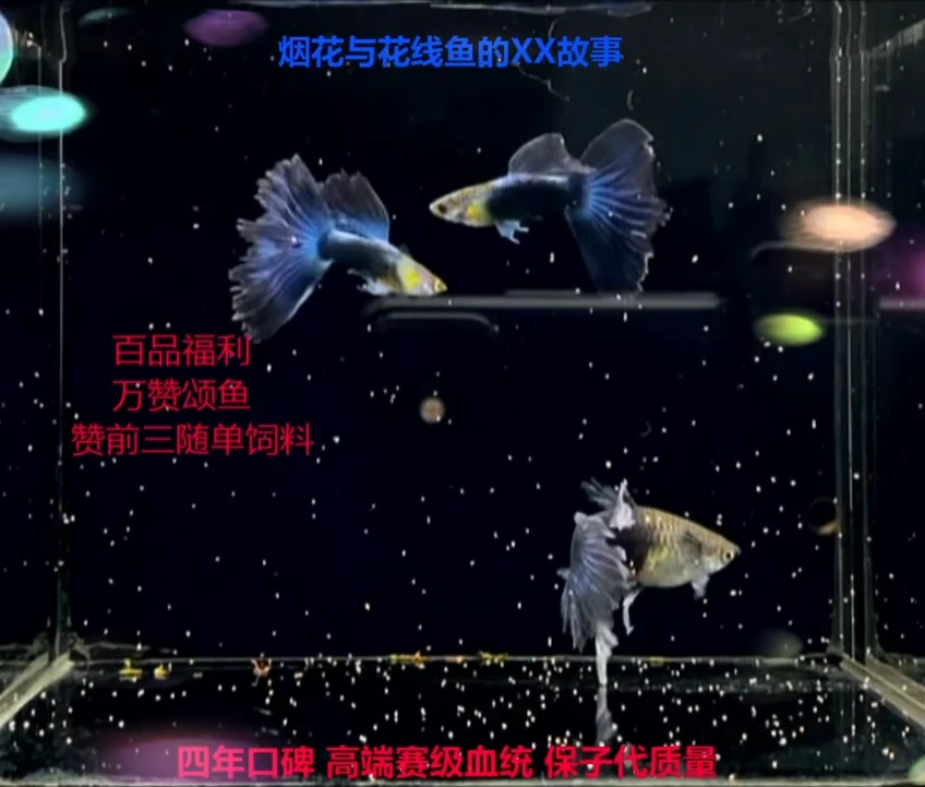 孔雀鱼蓝礼服绣球高端破损1对加备损