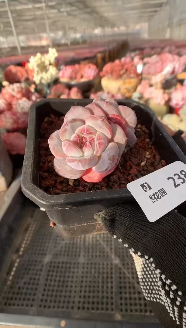 238星影一物一拍888