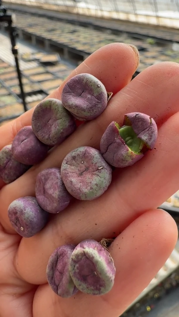 【闪购商品】8-17红嘴1968A一颗