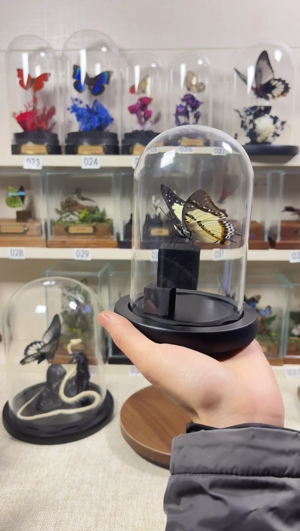 大自然真实蝴蝶标本
