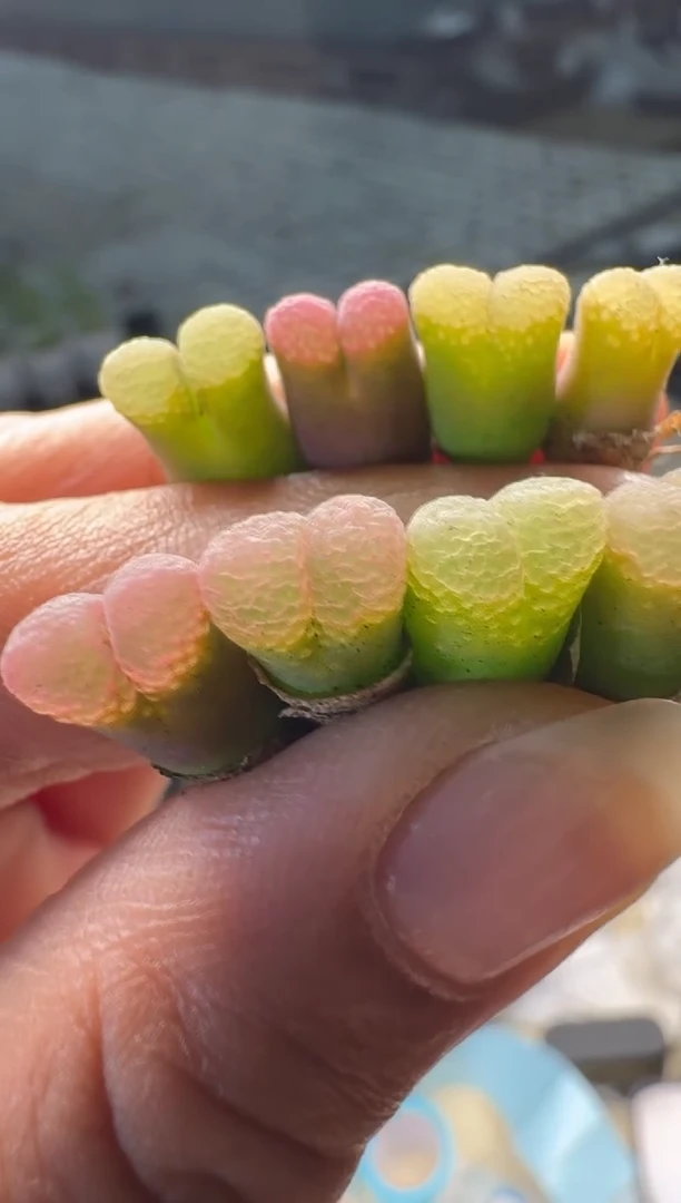 13-52多肉植物蜜桃气泡一颗