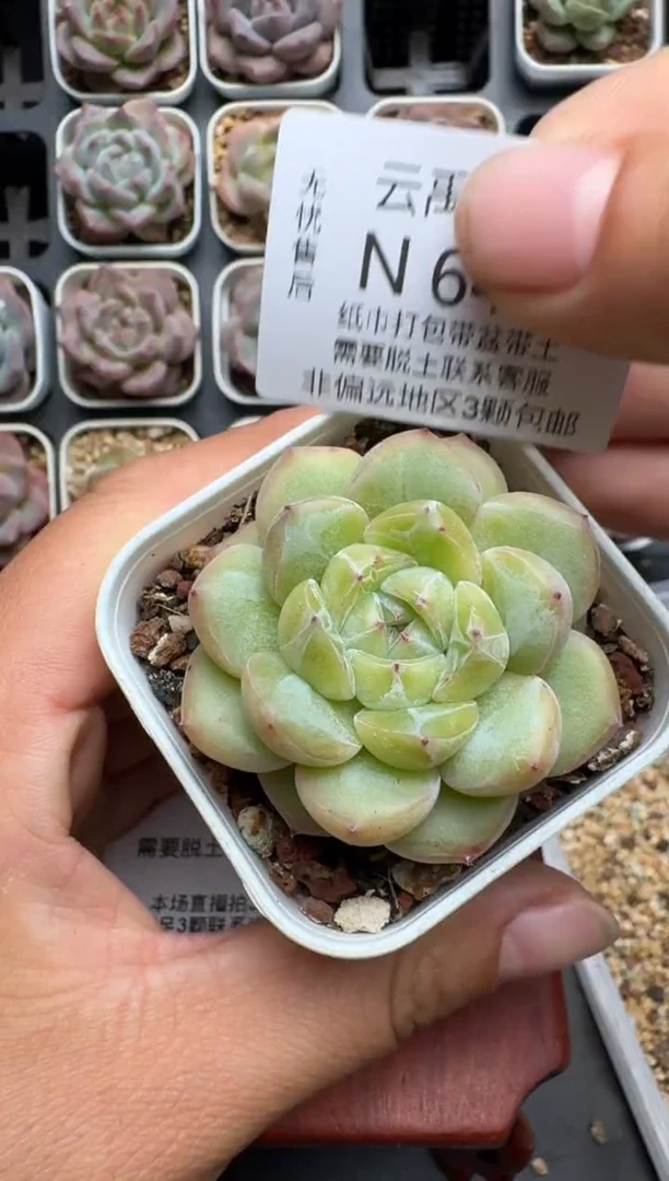 641N当天拍3颗包柚 脱土发纸巾打包 云禹花卉 珍妮多肉植物
