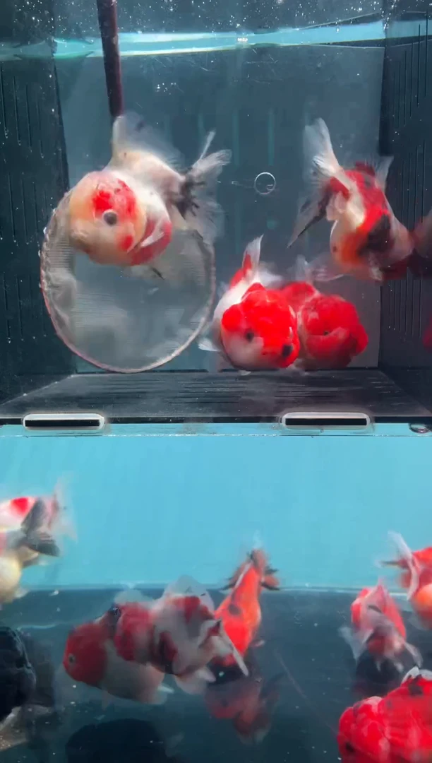 金鱼青*.精品元宝泰狮 4