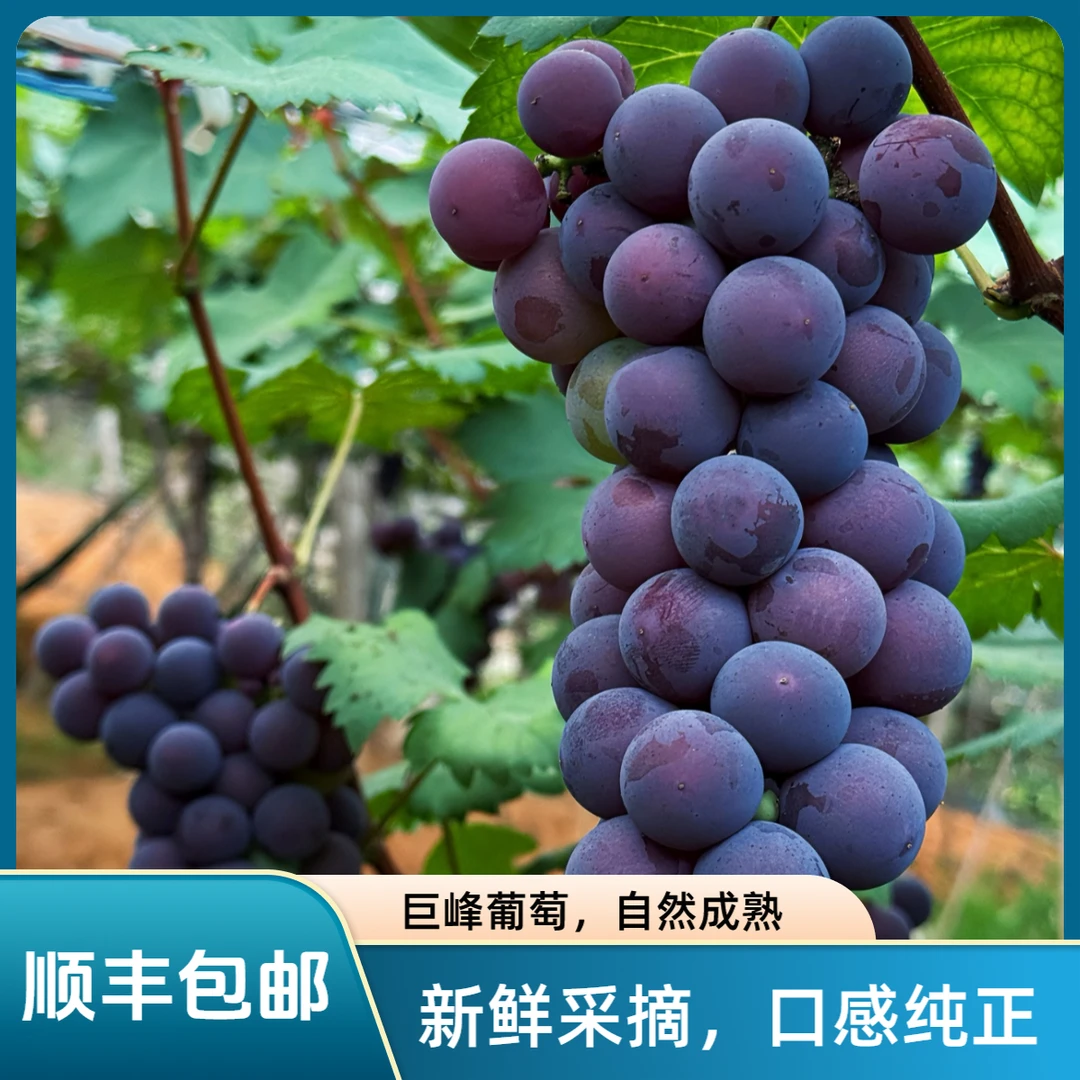 顺丰发货高山巨峰葡萄现采现摘本地新鲜甜润多汁当季水果