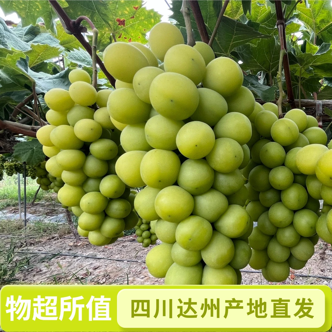 阳光玫瑰葡萄新鲜水果当季整箱现摘空运直发乡村助农直播