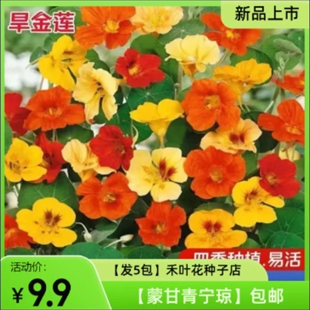 【发5包】旱金莲种子旱荷花种垂吊爬藤花卉种籽四季播种