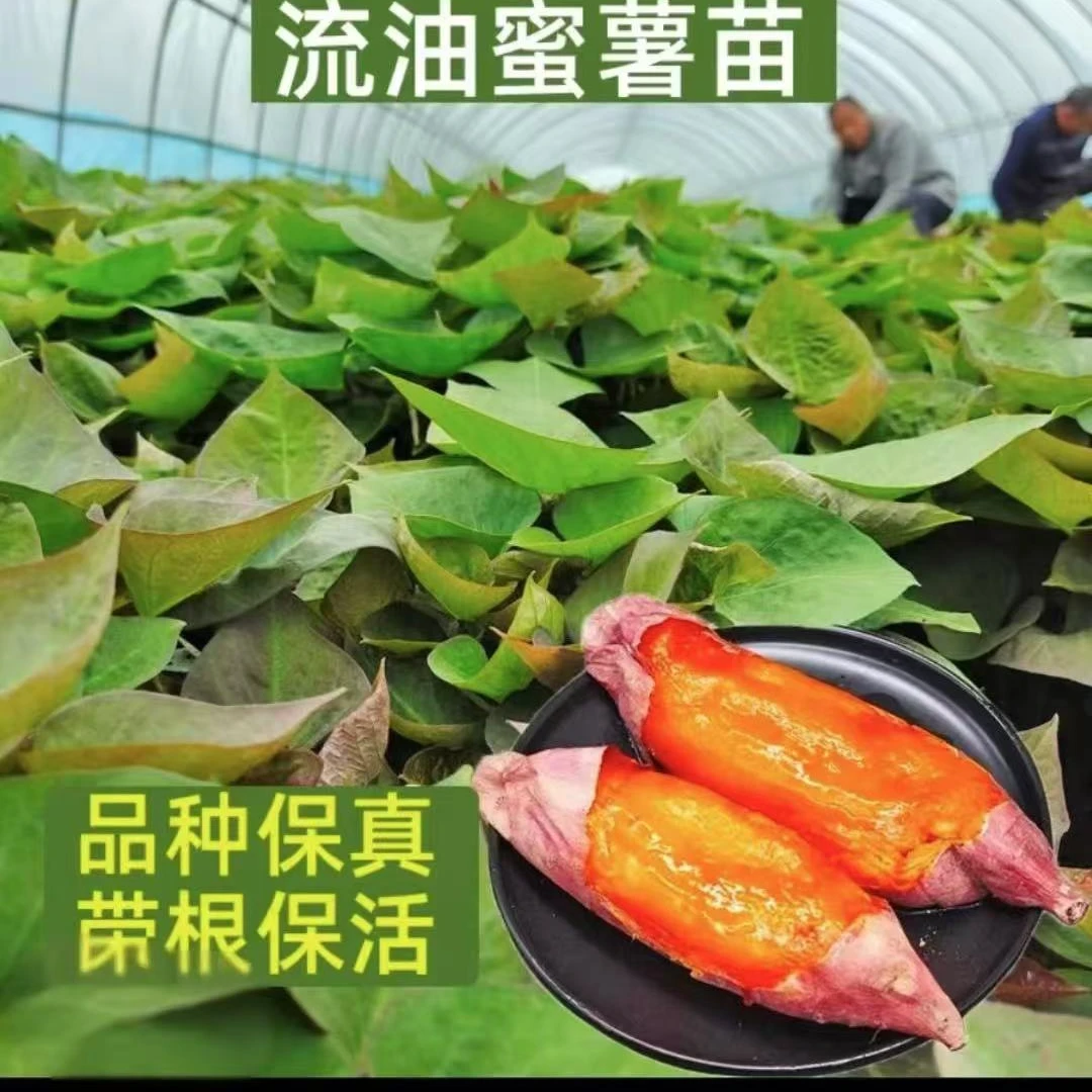 【100】颗白心红薯商薯19红薯苗流心西瓜红红薯苗烟薯25流油红薯苗