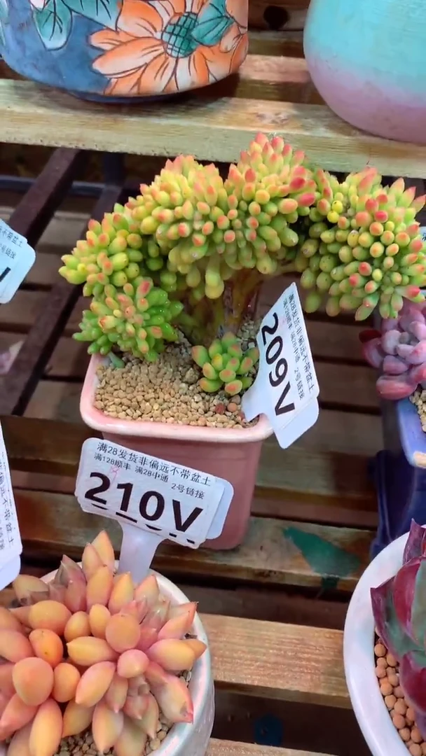 209V 春萌缀 (一物一拍实付满28发货，默认不带盆土）