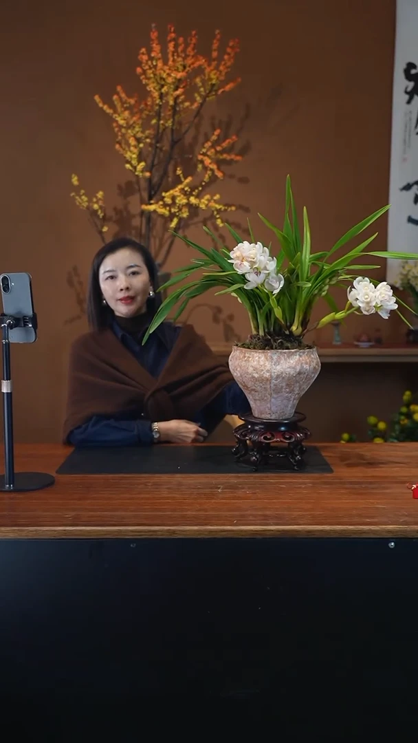 全部花朵小仙女盆景盆景盆景