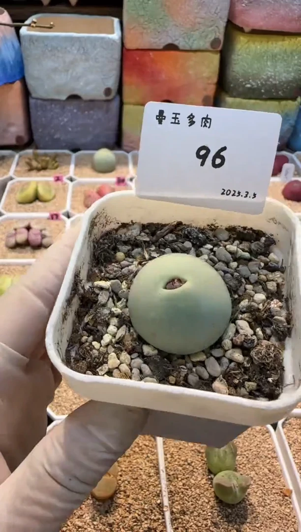 【闪购商品】25.3.5-96开心