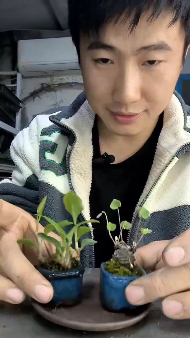 荣*?中青园艺一物一拍298