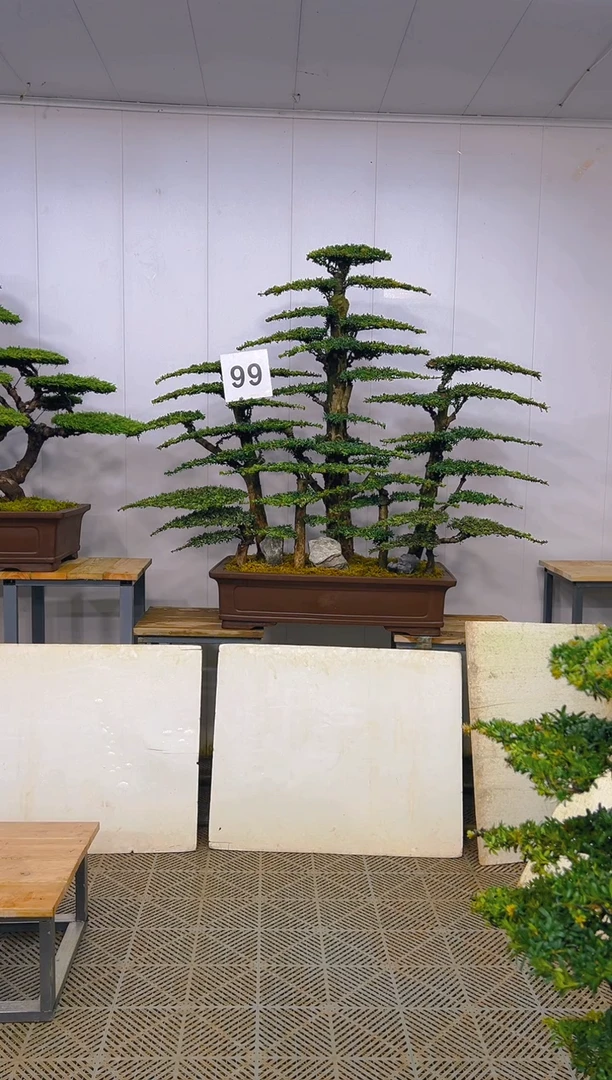 无花朵一物一拍一物一拍