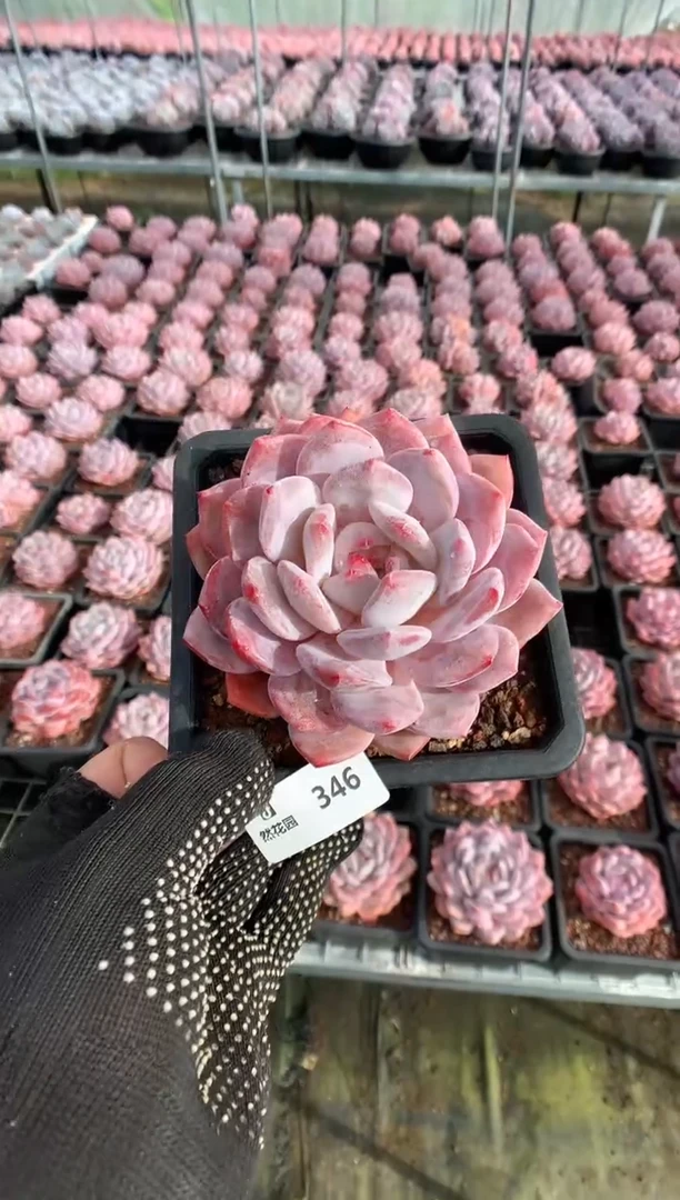 346星橙一物一拍