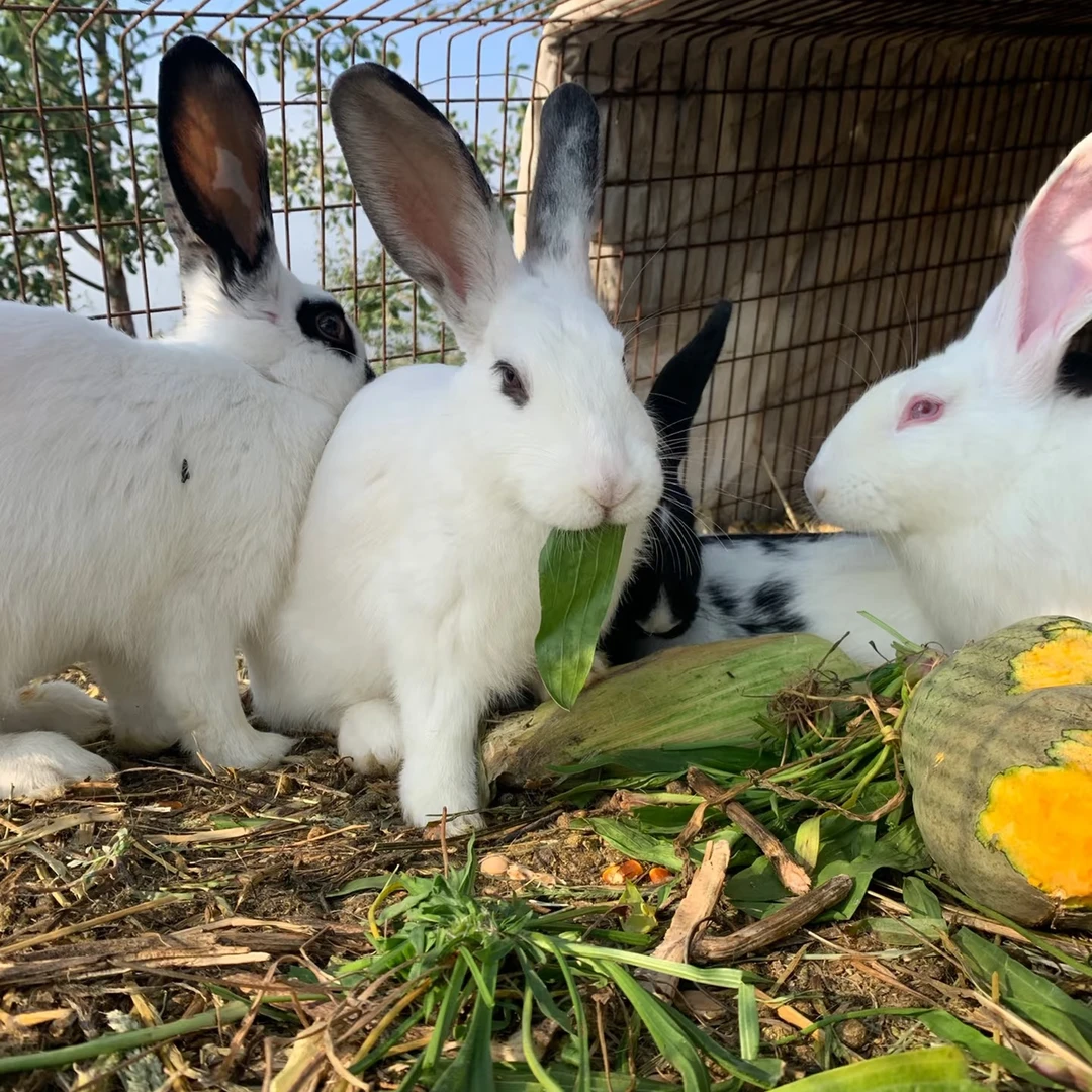 【胡支书推荐】农户家养兔子（剐皮冷冻冷链发货）