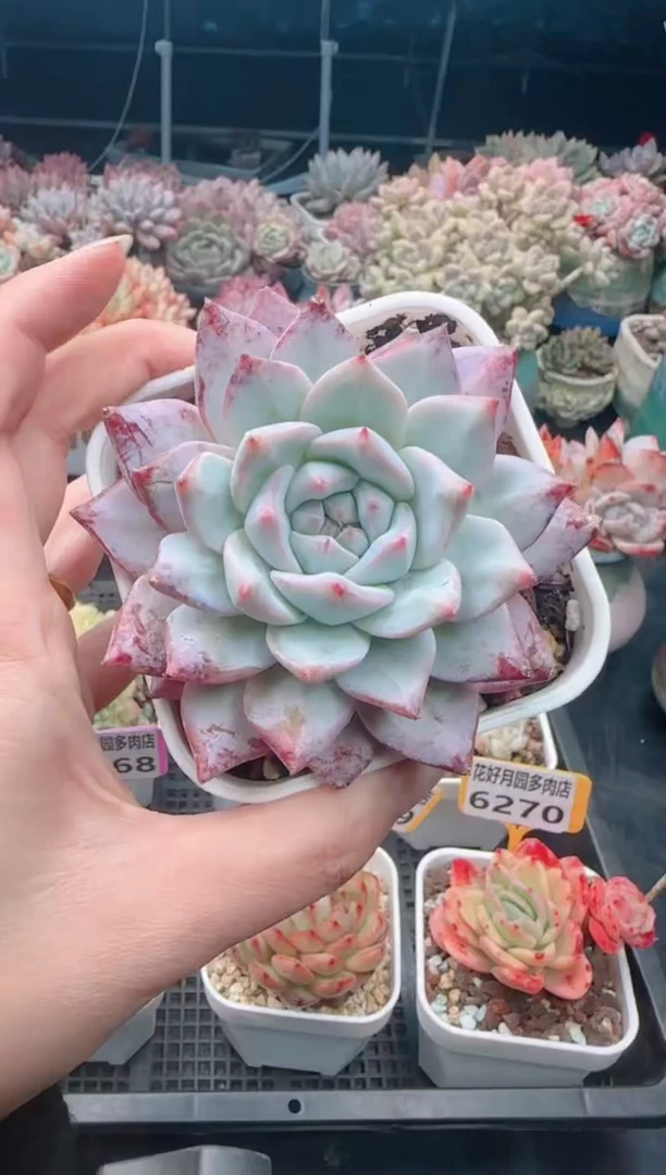 【闪购商品】6274.